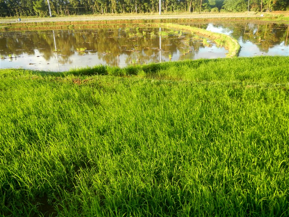 Paddy fields and vegetable (Capsicum annuum var. longum, Okra, Momordica charantia and Vigna unguiculata subsp. sesquipedalis) plantations in Upig - Bagong Barrio, San Ildefonso, Bulacan Barangays Upi
