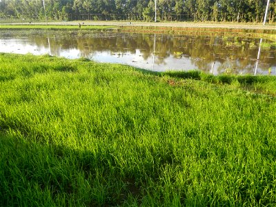 Paddy fields and vegetable (Capsicum annuum var. longum, Okra, Momordica charantia and Vigna unguiculata subsp. sesquipedalis) plantations in Upig - Bagong Barrio, San Ildefonso, Bulacan Barangays Upi