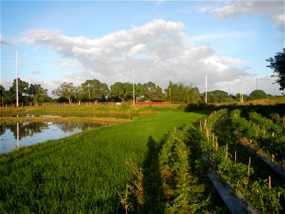 Paddy fields and vegetable (Capsicum annuum var. longum, Okra, Momordica charantia and Vigna unguiculata subsp. sesquipedalis) plantations in Upig - Bagong Barrio, San Ildefonso, Bulacan Barangays Upi
