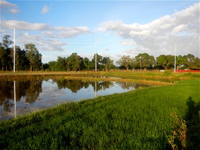 Paddy fields and vegetable (Capsicum annuum var. longum, Okra, Momordica charantia and Vigna unguiculata subsp. sesquipedalis) plantations in Upig - Bagong Barrio, San Ildefonso, Bulacan Barangays Upi