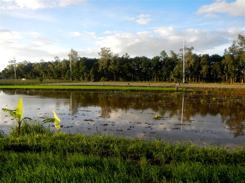 Paddy fields and vegetable (Capsicum annuum var. longum, Okra, Momordica charantia and Vigna unguiculata subsp. sesquipedalis) plantations in Upig - Bagong Barrio, San Ildefonso, Bulacan Barangays Upi