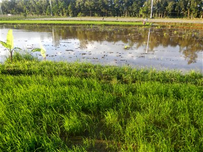 Paddy fields and vegetable (Capsicum annuum var. longum, Okra, Momordica charantia and Vigna unguiculata subsp. sesquipedalis) plantations in Upig - Bagong Barrio, San Ildefonso, Bulacan Barangays Upi