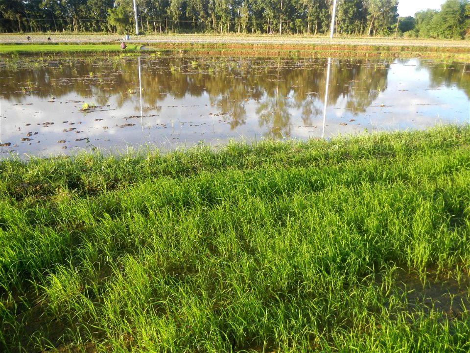 Paddy fields and vegetable (Capsicum annuum var. longum, Okra, Momordica charantia and Vigna unguiculata subsp. sesquipedalis) plantations in Upig - Bagong Barrio, San Ildefonso, Bulacan Barangays Upi