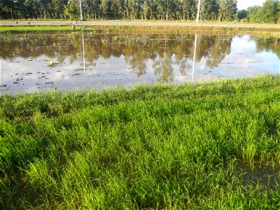 Paddy fields and vegetable (Capsicum annuum var. longum, Okra, Momordica charantia and Vigna unguiculata subsp. sesquipedalis) plantations in Upig - Bagong Barrio, San Ildefonso, Bulacan Barangays Upi