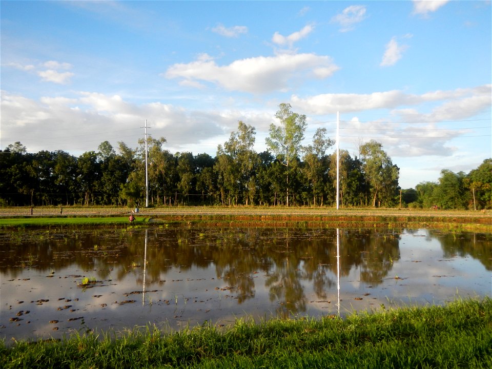 Paddy fields and vegetable (Capsicum annuum var. longum, Okra, Momordica charantia and Vigna unguiculata subsp. sesquipedalis) plantations in Upig - Bagong Barrio, San Ildefonso, Bulacan Barangays Upi
