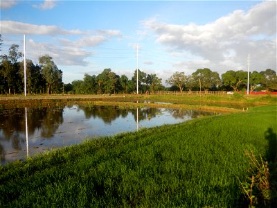 Paddy fields and vegetable (Capsicum annuum var. longum, Okra, Momordica charantia and Vigna unguiculata subsp. sesquipedalis) plantations in Upig - Bagong Barrio, San Ildefonso, Bulacan Barangays Upi