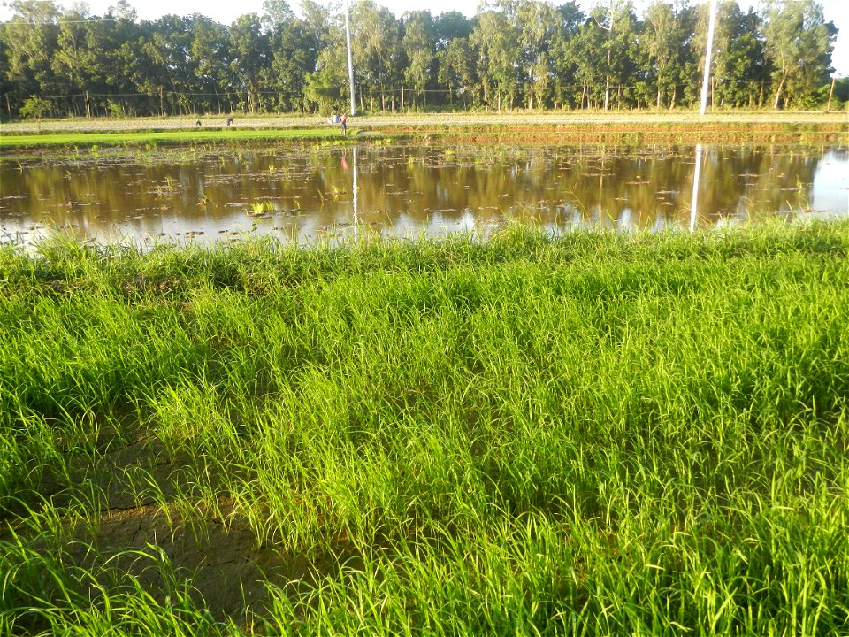 Paddy fields and vegetable (Capsicum annuum var. longum, Okra, Momordica charantia and Vigna unguiculata subsp. sesquipedalis) plantations in Upig - Bagong Barrio, San Ildefonso, Bulacan Barangays Upi