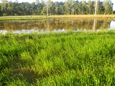 Paddy fields and vegetable (Capsicum annuum var. longum, Okra, Momordica charantia and Vigna unguiculata subsp. sesquipedalis) plantations in Upig - Bagong Barrio, San Ildefonso, Bulacan Barangays Upi