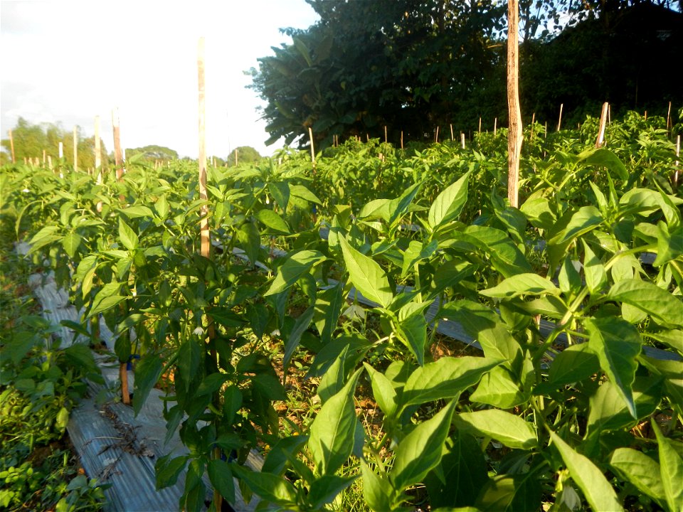 Paddy fields and vegetable (Capsicum annuum var. longum, Okra, Momordica charantia and Vigna unguiculata subsp. sesquipedalis) plantations in Upig - Bagong Barrio, San Ildefonso, Bulacan Barangays Upi