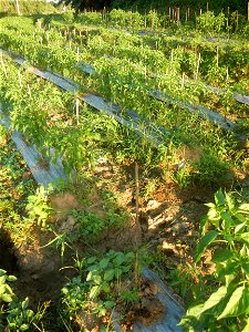 Paddy fields and vegetable (Capsicum annuum var. longum, Okra, Momordica charantia and Vigna unguiculata subsp. sesquipedalis) plantations in Upig - Bagong Barrio, San Ildefonso, Bulacan Barangays Upi