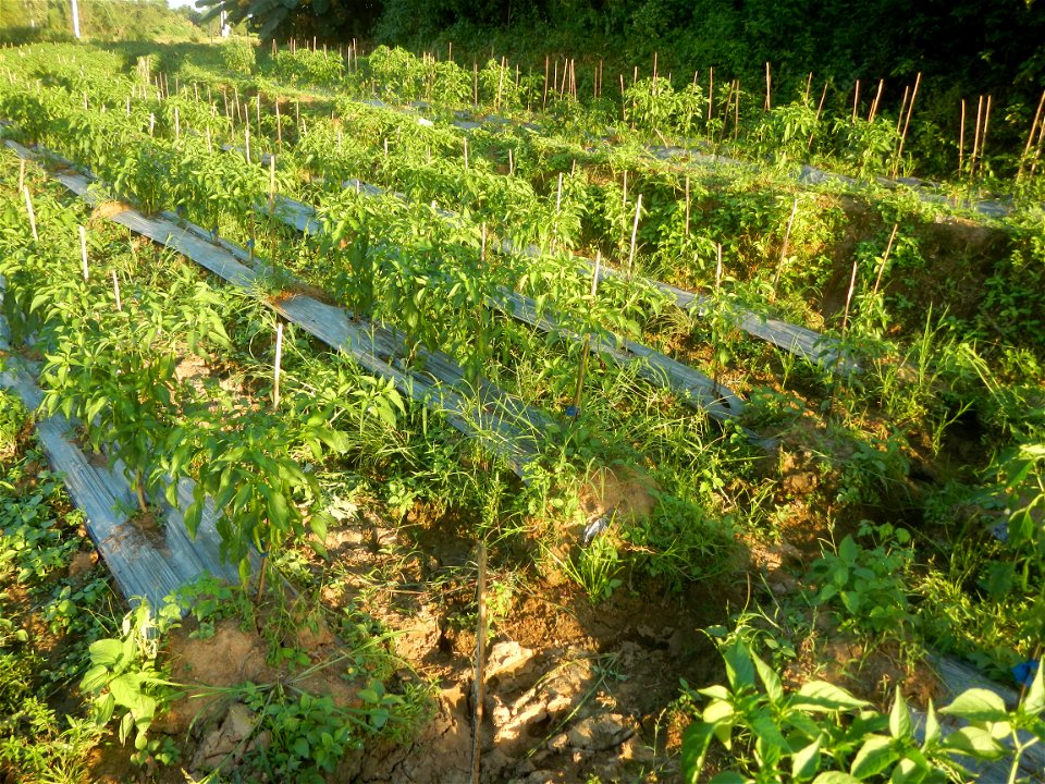 Paddy fields and vegetable (Capsicum annuum var. longum, Okra, Momordica charantia and Vigna unguiculata subsp. sesquipedalis) plantations in Upig - Bagong Barrio, San Ildefonso, Bulacan Barangays Upi