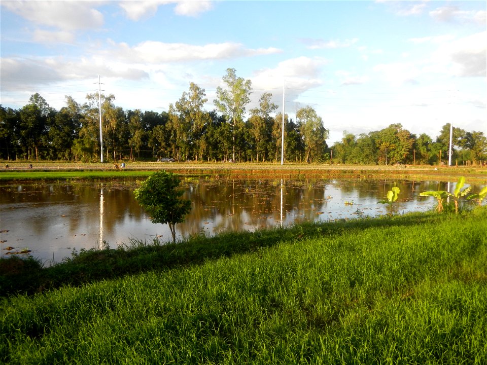 Paddy fields and vegetable (Capsicum annuum var. longum, Okra, Momordica charantia and Vigna unguiculata subsp. sesquipedalis) plantations in Upig - Bagong Barrio, San Ildefonso, Bulacan Barangays Upi
