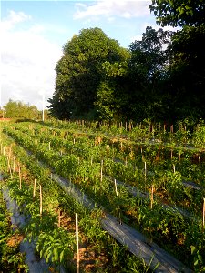 Paddy fields and vegetable (Capsicum annuum var. longum, Okra, Momordica charantia and Vigna unguiculata subsp. sesquipedalis) plantations in Upig - Bagong Barrio, San Ildefonso, Bulacan Barangays Upi