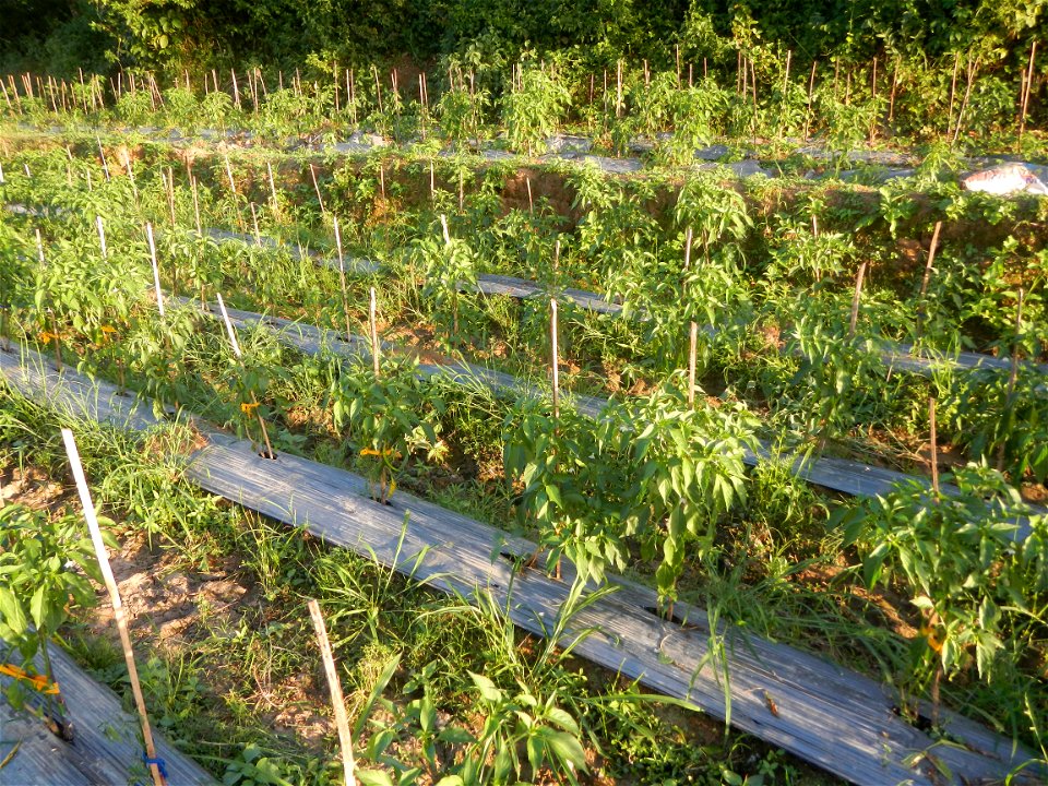 Paddy fields and vegetable (Capsicum annuum var. longum, Okra, Momordica charantia and Vigna unguiculata subsp. sesquipedalis) plantations in Upig - Bagong Barrio, San Ildefonso, Bulacan Barangays Upi