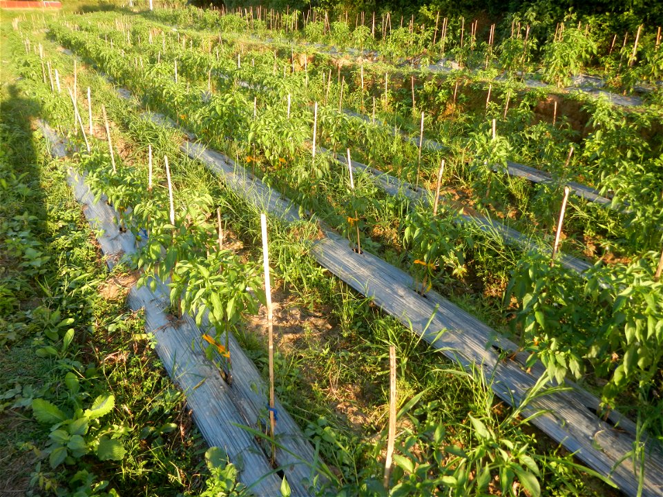 Paddy fields and vegetable (Capsicum annuum var. longum, Okra, Momordica charantia and Vigna unguiculata subsp. sesquipedalis) plantations in Upig - Bagong Barrio, San Ildefonso, Bulacan Barangays Upi