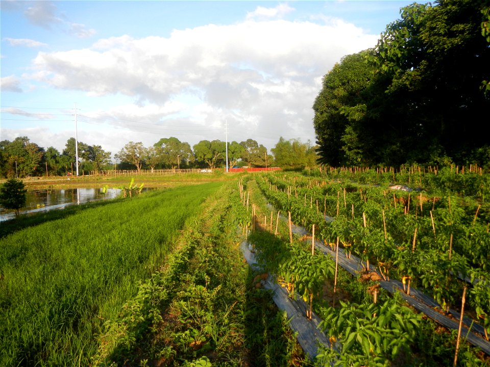 Paddy fields and vegetable (Capsicum annuum var. longum, Okra, Momordica charantia and Vigna unguiculata subsp. sesquipedalis) plantations in Upig - Bagong Barrio, San Ildefonso, Bulacan Barangays Upi