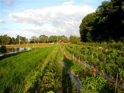 Paddy fields and vegetable (Capsicum annuum var. longum, Okra, Momordica charantia and Vigna unguiculata subsp. sesquipedalis) plantations in Upig - Bagong Barrio, San Ildefonso, Bulacan Barangays Upi