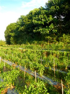Paddy fields and vegetable (Capsicum annuum var. longum, Okra, Momordica charantia and Vigna unguiculata subsp. sesquipedalis) plantations in Upig - Bagong Barrio, San Ildefonso, Bulacan Barangays Upi