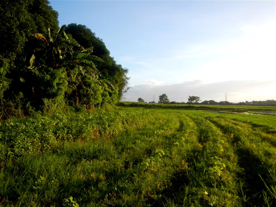 Paddy fields and vegetable (Capsicum annuum var. longum, Okra, Momordica charantia and Vigna unguiculata subsp. sesquipedalis) plantations in Upig - Bagong Barrio, San Ildefonso, Bulacan Barangays Upi