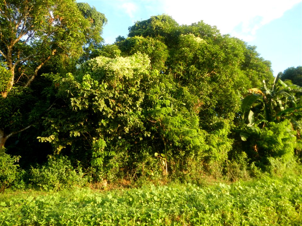 Paddy fields and vegetable (Capsicum annuum var. longum, Okra, Momordica charantia and Vigna unguiculata subsp. sesquipedalis) plantations in Upig - Bagong Barrio, San Ildefonso, Bulacan Barangays Upi