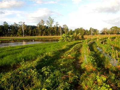 Paddy fields and vegetable (Capsicum annuum var. longum, Okra, Momordica charantia and Vigna unguiculata subsp. sesquipedalis) plantations in Upig - Bagong Barrio, San Ildefonso, Bulacan Barangays Upi