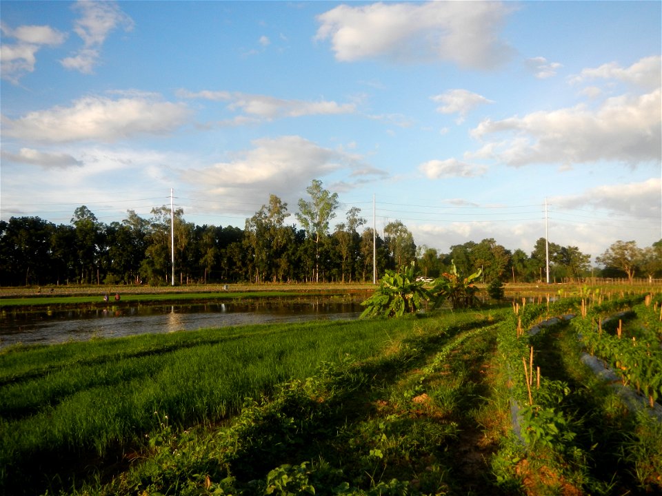 Paddy fields and vegetable (Capsicum annuum var. longum, Okra, Momordica charantia and Vigna unguiculata subsp. sesquipedalis) plantations in Upig - Bagong Barrio, San Ildefonso, Bulacan Barangays Upi