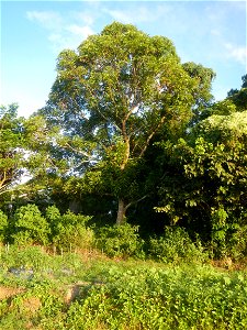 Paddy fields and vegetable (Capsicum annuum var. longum, Okra, Momordica charantia and Vigna unguiculata subsp. sesquipedalis) plantations in Upig - Bagong Barrio, San Ildefonso, Bulacan Barangays Upi