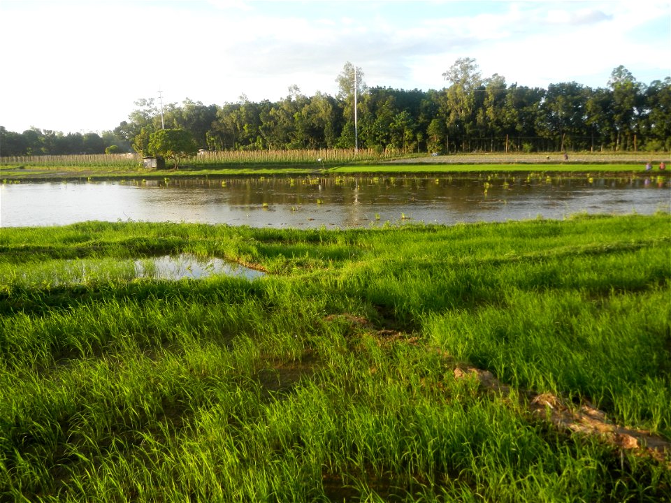 Paddy fields and vegetable (Capsicum annuum var. longum, Okra, Momordica charantia and Vigna unguiculata subsp. sesquipedalis) plantations in Upig - Bagong Barrio, San Ildefonso, Bulacan Barangays Upi