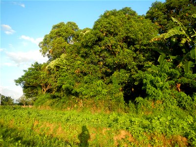 Paddy fields and vegetable (Capsicum annuum var. longum, Okra, Momordica charantia and Vigna unguiculata subsp. sesquipedalis) plantations in Upig - Bagong Barrio, San Ildefonso, Bulacan Barangays Upi