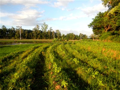 Paddy fields and vegetable (Capsicum annuum var. longum, Okra, Momordica charantia and Vigna unguiculata subsp. sesquipedalis) plantations in Upig - Bagong Barrio, San Ildefonso, Bulacan Barangays Upi