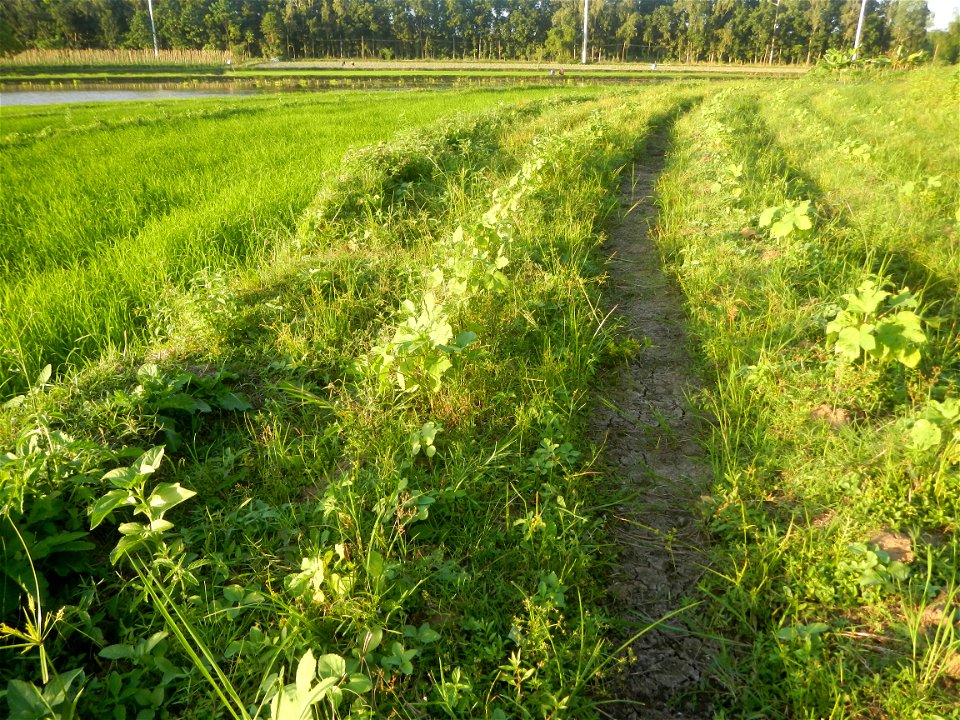 Paddy fields and vegetable (Capsicum annuum var. longum, Okra, Momordica charantia and Vigna unguiculata subsp. sesquipedalis) plantations in Upig - Bagong Barrio, San Ildefonso, Bulacan Barangays Upi