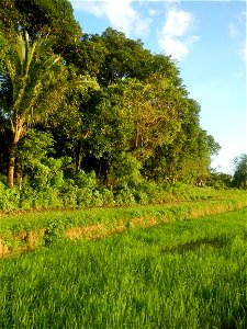 Paddy fields and vegetable (Capsicum annuum var. longum, Okra, Momordica charantia and Vigna unguiculata subsp. sesquipedalis) plantations in Upig - Bagong Barrio, San Ildefonso, Bulacan Barangays Upi
