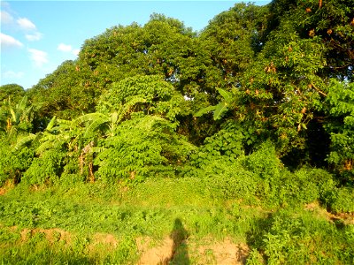 Paddy fields and vegetable (Capsicum annuum var. longum, Okra, Momordica charantia and Vigna unguiculata subsp. sesquipedalis) plantations in Upig - Bagong Barrio, San Ildefonso, Bulacan Barangays Upi