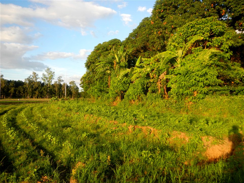 Paddy fields and vegetable (Capsicum annuum var. longum, Okra, Momordica charantia and Vigna unguiculata subsp. sesquipedalis) plantations in Upig - Bagong Barrio, San Ildefonso, Bulacan Barangays Upi
