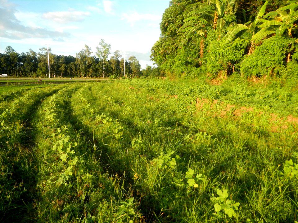 Paddy fields and vegetable (Capsicum annuum var. longum, Okra, Momordica charantia and Vigna unguiculata subsp. sesquipedalis) plantations in Upig - Bagong Barrio, San Ildefonso, Bulacan Barangays Upi
