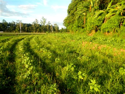 Paddy fields and vegetable (Capsicum annuum var. longum, Okra, Momordica charantia and Vigna unguiculata subsp. sesquipedalis) plantations in Upig - Bagong Barrio, San Ildefonso, Bulacan Barangays Upi
