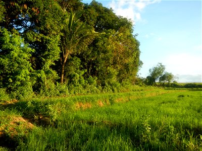 Paddy fields and vegetable (Capsicum annuum var. longum, Okra, Momordica charantia and Vigna unguiculata subsp. sesquipedalis) plantations in Upig - Bagong Barrio, San Ildefonso, Bulacan Barangays Upi