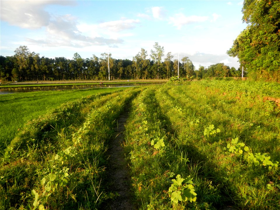 Paddy fields and vegetable (Capsicum annuum var. longum, Okra, Momordica charantia and Vigna unguiculata subsp. sesquipedalis) plantations in Upig - Bagong Barrio, San Ildefonso, Bulacan Barangays Upi