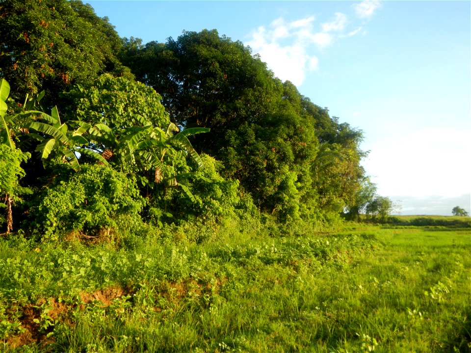 Paddy fields and vegetable (Capsicum annuum var. longum, Okra, Momordica charantia and Vigna unguiculata subsp. sesquipedalis) plantations in Upig - Bagong Barrio, San Ildefonso, Bulacan Barangays Upi