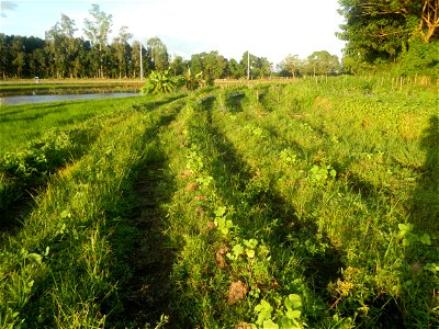 Paddy fields and vegetable (Capsicum annuum var. longum, Okra, Momordica charantia and Vigna unguiculata subsp. sesquipedalis) plantations in Upig - Bagong Barrio, San Ildefonso, Bulacan Barangays Upi