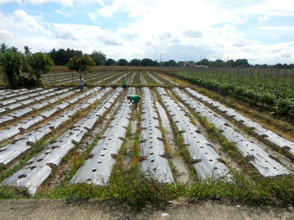Siling mahaba Sileng-haba (Tag.) Capsicum annuum Banana peppers var. longum C. annuum var. longum Sendt. Capsicum annuum var. longum in the Philippines; Solanum melongena fields in the Philippines Gra