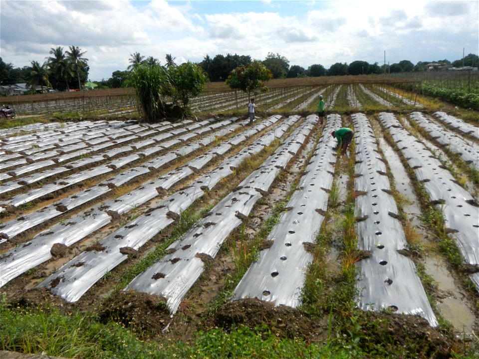 Siling mahaba Sileng-haba (Tag.) Capsicum annuum Banana peppers var. longum C. annuum var. longum Sendt. Capsicum annuum var. longum in the Philippines; Solanum melongena fields in the Philippines Gra