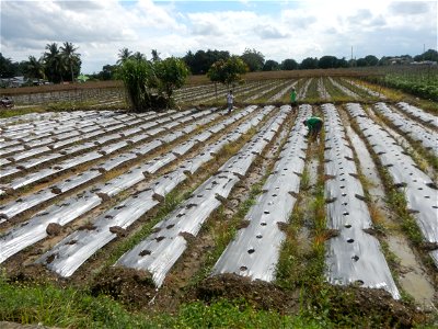 Siling mahaba Sileng-haba (Tag.) Capsicum annuum Banana peppers var. longum C. annuum var. longum Sendt. Capsicum annuum var. longum in the Philippines; Solanum melongena fields in the Philippines Gra