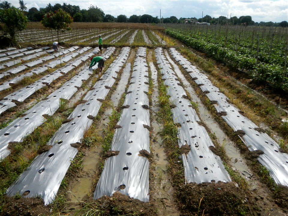 Siling mahaba Sileng-haba (Tag.) Capsicum annuum Banana peppers var. longum C. annuum var. longum Sendt. Capsicum annuum var. longum in the Philippines; Solanum melongena fields in the Philippines Gra