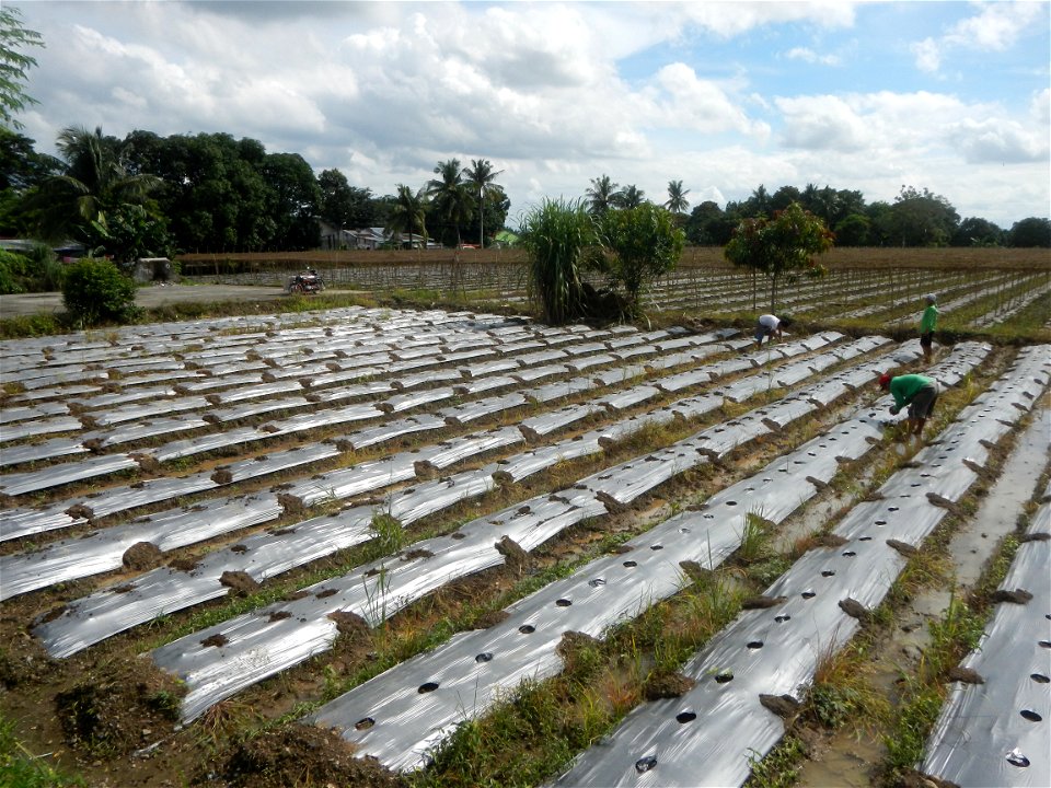 Siling mahaba Sileng-haba (Tag.) Capsicum annuum Banana peppers var. longum C. annuum var. longum Sendt. Capsicum annuum var. longum in the Philippines; Solanum melongena fields in the Philippines Gra