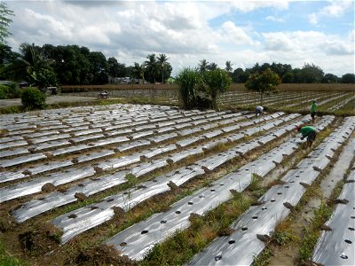 Siling mahaba Sileng-haba (Tag.) Capsicum annuum Banana peppers var. longum C. annuum var. longum Sendt. Capsicum annuum var. longum in the Philippines; Solanum melongena fields in the Philippines Gra