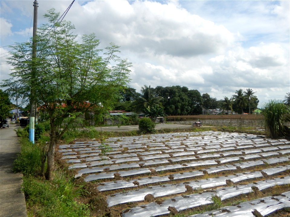 Siling mahaba Sileng-haba (Tag.) Capsicum annuum Banana peppers var. longum C. annuum var. longum Sendt. Capsicum annuum var. longum in the Philippines; Solanum melongena fields in the Philippines Gra