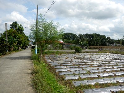Siling mahaba Sileng-haba (Tag.) Capsicum annuum Banana peppers var. longum C. annuum var. longum Sendt. Capsicum annuum var. longum in the Philippines; Solanum melongena fields in the Philippines Gra