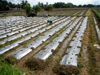 Siling mahaba Sileng-haba (Tag.) Capsicum annuum Banana peppers var. longum C. annuum var. longum Sendt. Capsicum annuum var. longum in the Philippines; Solanum melongena fields in the Philippines Gra