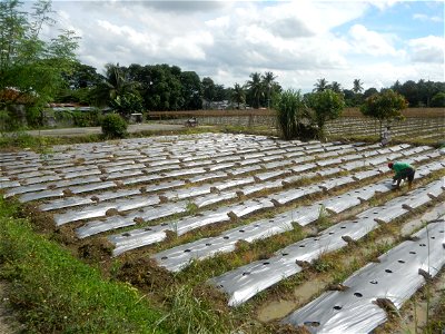 Siling mahaba Sileng-haba (Tag.) Capsicum annuum Banana peppers var. longum C. annuum var. longum Sendt. Capsicum annuum var. longum in the Philippines; Solanum melongena fields in the Philippines Gra